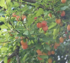 MilankaⓇ Bunte Kirschpflaume Prunus Cerasifera `Milanka´ -Grüne Vielfalt Milanka Frucht