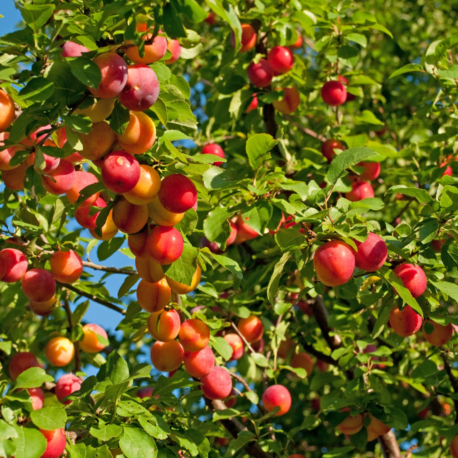 Mirabelle `Show Late´ Prunus Domestica Susp. Syriaca `Show Late´ 1 Mirabelle `Show Late´ Prunus Domestica Susp. Syriaca `Show Late´