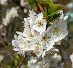 Zwergsauerkirsche Morellini Prunus Cerasus `Morellini´ -Grüne Vielfalt Morellini Bl te 1