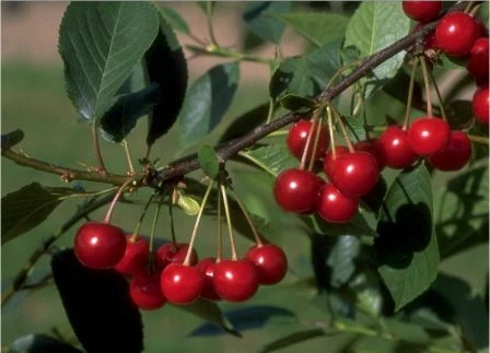 Morina ® Prunus Cerasus `Morina´ 1 Morina ® Prunus Cerasus `Morina´