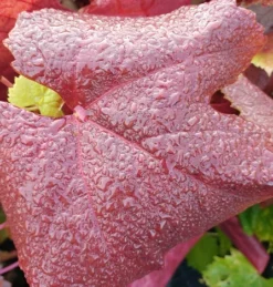 Blauer Muskateller Vitis `Blauer Muskateller´ 8 Blauer Muskateller Vitis `Blauer Muskateller´ -Grüne Vielfalt Muskateller herbstf rbung