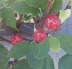 Nankingkirsche `Orient´ Prunus Tomentosa Orient -Grüne Vielfalt Nankingkirsche Frucht