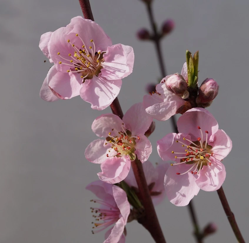 Nektarine `Flavortop´ Prunus Nucipersica `Flavortop´ 2 Nektarine `Flavortop´ Prunus Nucipersica `Flavortop´ – Bild 2