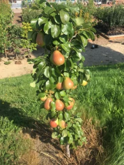 Säulenbirne `Obelisk®´ Pyrus Communis `Obelisk®´ -Grüne Vielfalt Obeslisk2