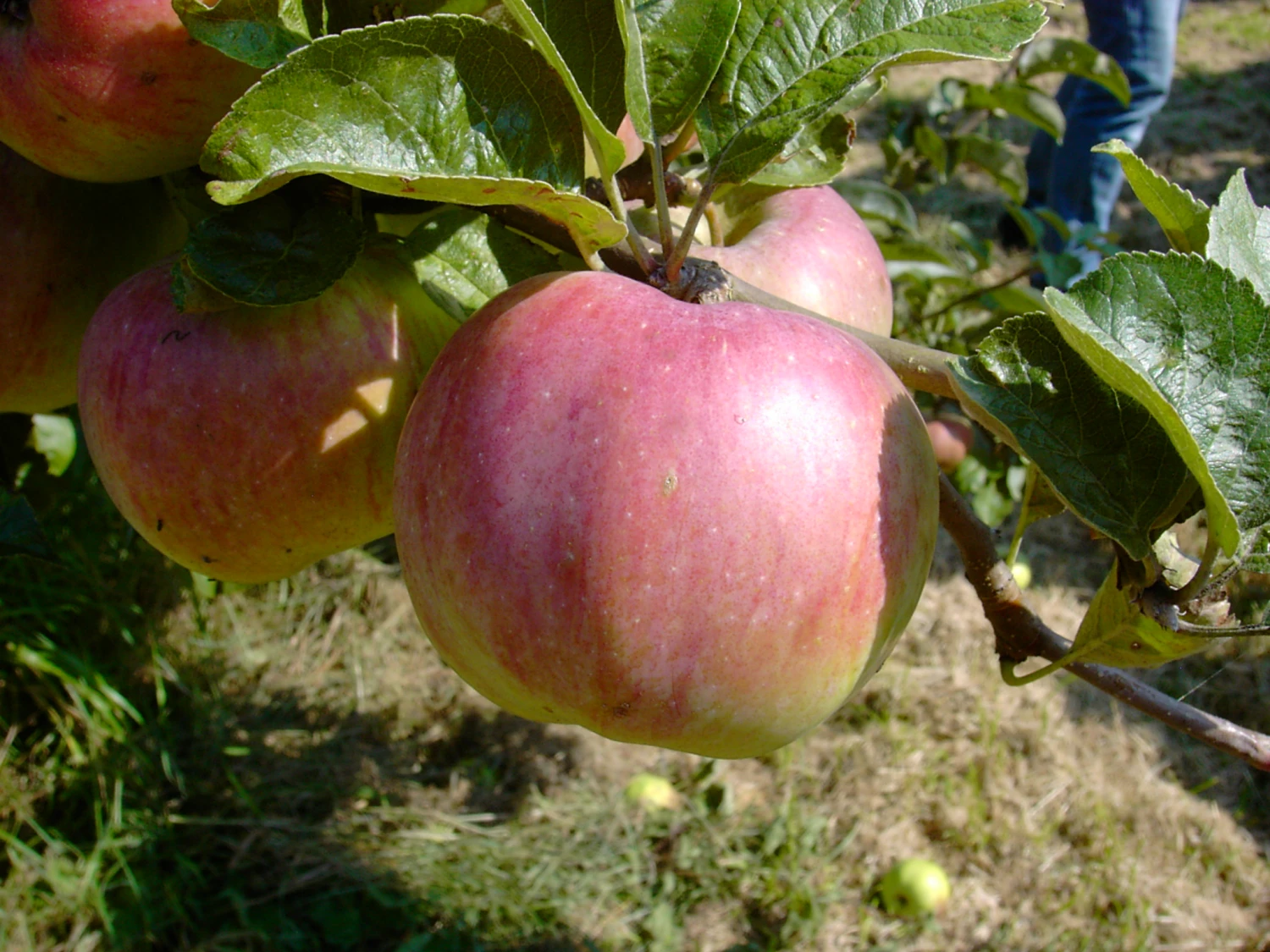 Ontario Malus Domestica 1 Ontario Malus Domestica
