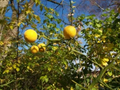 Dreiblättrige Orange Poncirus Trifoliata -Grüne Vielfalt PONCIRUS trifoliata