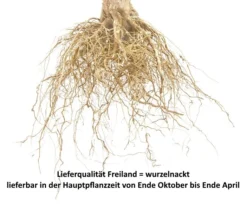 Aprimira Prunus Domestica Subsp. Syriaca `Aprimira´ 11 Aprimira Prunus Domestica Subsp. Syriaca `Aprimira´ -Grüne Vielfalt Pflaume Beispiel wurzelnacktxw87qRtTASKR1