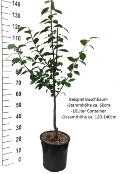 Mirabelle `Bellamira´ ® Prunus Domestica Subsp. Syriaca `Bellamira´ 12 Mirabelle `Bellamira´ ® Prunus Domestica Subsp. Syriaca `Bellamira´ -Grüne Vielfalt Pflaume Buschbaum Beispiel Neu Weiss8QMItORQFaeWz