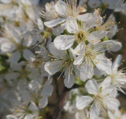 Pflausich Prunus Domestica `Pflausich´ -Grüne Vielfalt Pflausich Bl te1