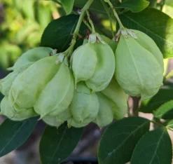 Rispen-Pimpernuss Staphylea Pinnata -Grüne Vielfalt Pimpernuss Frucht
