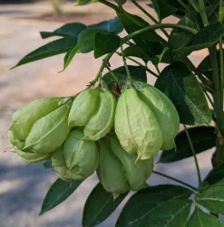 Rispen-Pimpernuss Staphylea Pinnata -Grüne Vielfalt Pimpernuss Frucht1