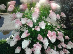 Rispenhortensie `Vanille-Fraise´ Hydrangea Paniculata `Vanille Fraise´ 11 Rispenhortensie `Vanille-Fraise´ Hydrangea Paniculata `Vanille Fraise´ -Grüne Vielfalt Pinky Winkie Hortensie5936a36f54caf