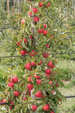 Pinova ® Malus Domestica 9 Pinova ® Malus Domestica -Grüne Vielfalt Pinova am Baum