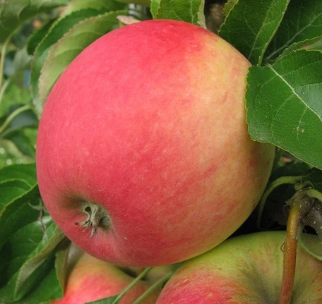 Pinova ® Malus Domestica 1 Pinova ® Malus Domestica