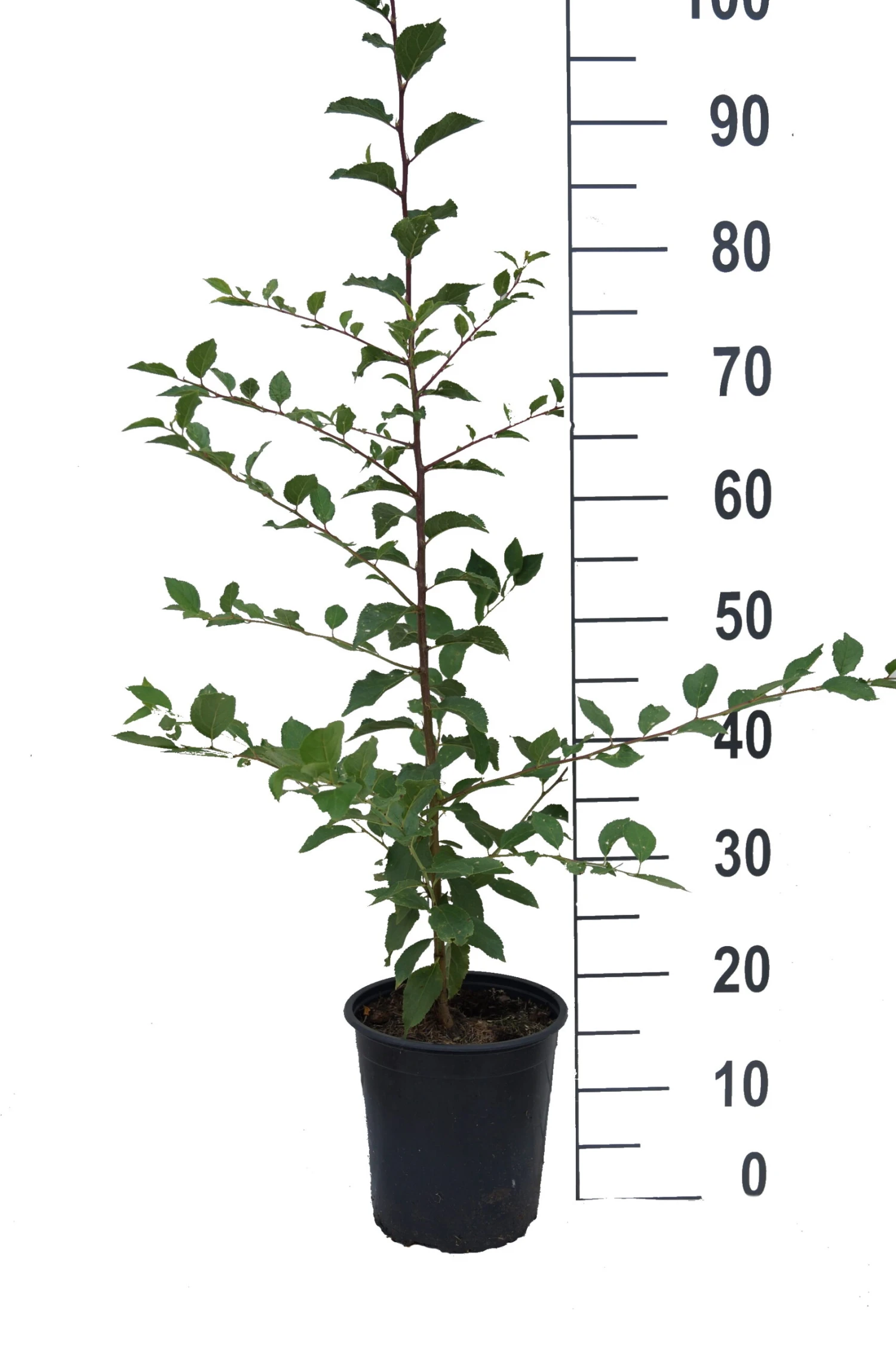 Pogauner (Alte Wildpflaume) Prunus Domestica `Pogauner´ 2 Pogauner (Alte Wildpflaume) Prunus Domestica `Pogauner´ – Bild 2