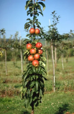 Neu eingetroffen -Grüne Vielfalt Pomredrobust2