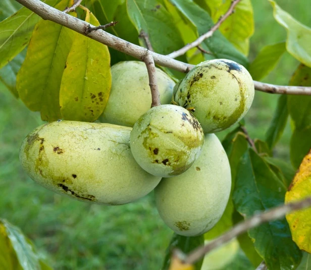 Veredelte Indianerbanane (Paw Paw) `Prima 1216´ Asimina Triloba `Prima 1216´ 1 Veredelte Indianerbanane (Paw Paw) `Prima 1216´ Asimina Triloba `Prima 1216´