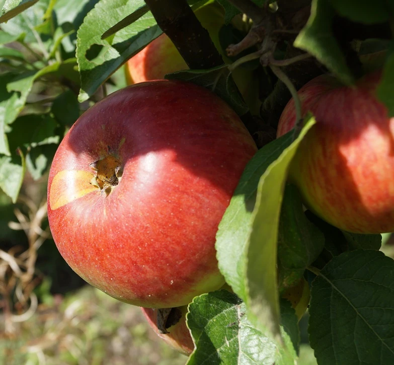 Prinz Albrecht Von Preußen Malus Domestica 1 Prinz Albrecht Von Preußen Malus Domestica