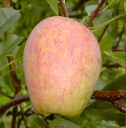 Prinzenapfel / Haferapfel Malus Domestica