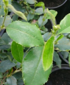 Chinesische Quitte / Holzquitte Pseudocydonia Sinensis -Grüne Vielfalt Pseudonya sinensis chinesische Quitte