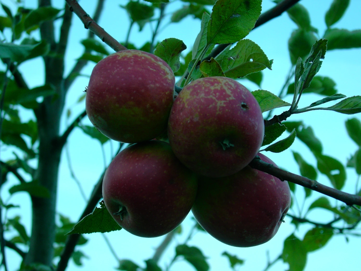 Purpurroter Cousinot Malus Domestica 1 Purpurroter Cousinot Malus Domestica