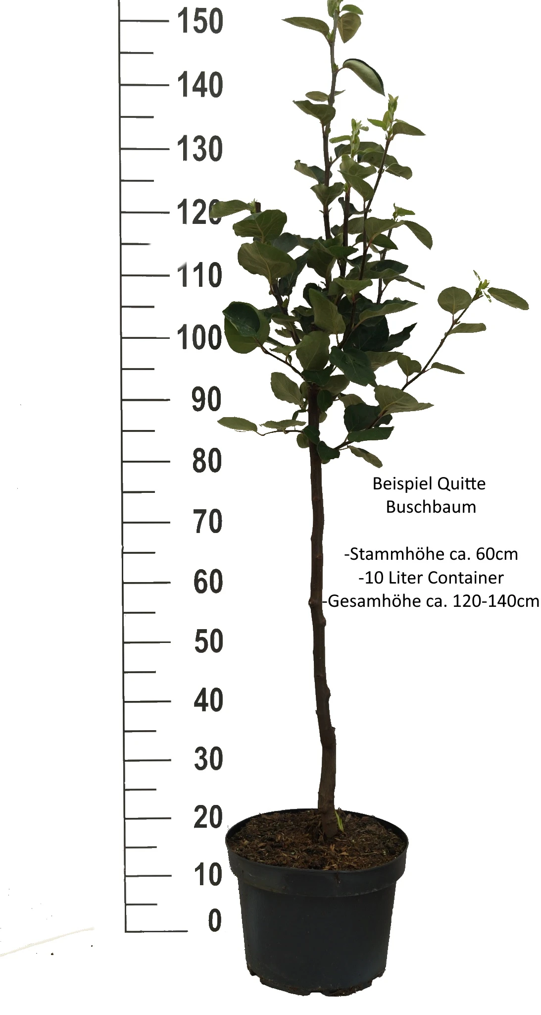 Bereczki Birnenquitte Cydonia Oblonga `Bereczki´ 3 Bereczki Birnenquitte Cydonia Oblonga `Bereczki´ – Bild 3