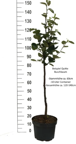 Cydora Robusta Cydonia Oblonga `Cydora Robusta´ 6 Cydora Robusta Cydonia Oblonga `Cydora Robusta´ -Grüne Vielfalt Quitte Beispiel buschbaum weissjkFpXeMpz2mA0