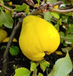 Chinesische Quitte / Holzquitte Pseudocydonia Sinensis -Grüne Vielfalt Quitte Holzquitte