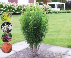 Säulen-Felsenbirne `Rainbow Pillar´® Amelanchier Canadensis `Rainbow Pillar´