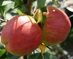 Rebella ® Malus Domestica 10 Rebella ® Malus Domestica -Grüne Vielfalt RebellaJzAGDJsc1LAKH