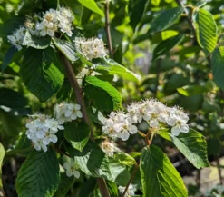 Erlenblättrige Eberesche `Red Bird´ Sorbus Alnifolia `Red Bird´ 7 Erlenblättrige Eberesche `Red Bird´ Sorbus Alnifolia `Red Bird´ -Grüne Vielfalt Red Bird 1