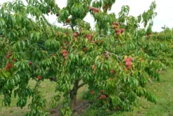 Pfirsich Red Haven Prunus Persica `Red Haven´ 10 Pfirsich Red Haven Prunus Persica `Red Haven´ -Grüne Vielfalt Red HAven Baum