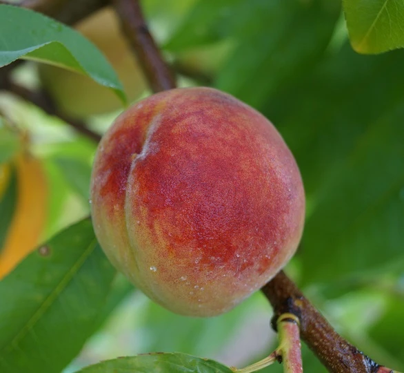 Pfirsich Red Haven Prunus Persica `Red Haven´ 5 Pfirsich Red Haven Prunus Persica `Red Haven´ – Bild 5