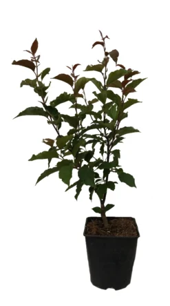 Säulenzierapfel "Red Obelisk" Malus `Red Obelisk´ -Grüne Vielfalt Red Obelisk12