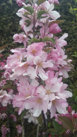 Säulenzierapfel "Red Obelisk" Malus `Red Obelisk´ -Grüne Vielfalt Red Obelisk5728ab6c725bc scaled