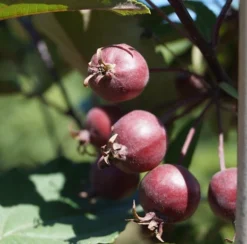 Säulenzierapfel "Red Obelisk" Malus `Red Obelisk´ -Grüne Vielfalt Red Obelisk5b3b7e7a79821
