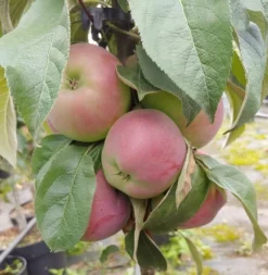 Säulenapfel `Red River´ Malus Domestica `Red River´ 7 Säulenapfel `Red River´ Malus Domestica `Red River´ -Grüne Vielfalt Red River