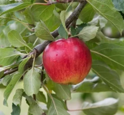 Reglindis ® Malus Domestica `Reglindis´