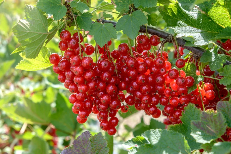 Rolan Ribes Rubrum `Rolan´ 2 Rolan Ribes Rubrum `Rolan´ – Bild 2