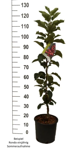 Säulenapfel `Rondo´ Malus Domestica `Rondo´ 12 Säulenapfel `Rondo´ Malus Domestica `Rondo´ -Grüne Vielfalt Rondo einj hrig weiss