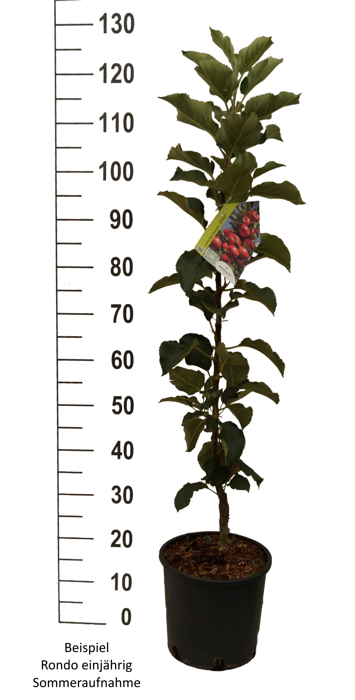 Säulenapfel `Rondo´ Malus Domestica `Rondo´ 6 Säulenapfel `Rondo´ Malus Domestica `Rondo´ – Bild 6