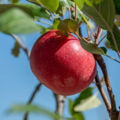 Rosette® Malus Domestica -Grüne Vielfalt Rosette 2