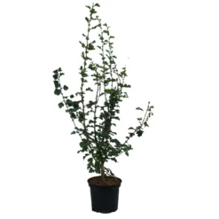 Rotdorn `Pauls Scarlet´ Crataegus Laevigata `Pauls Scarlet´ -Grüne Vielfalt Rotdorn Pauls Scarlet