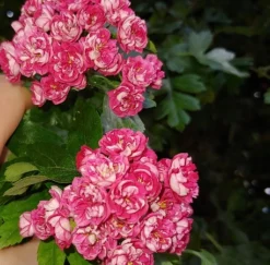 Rotdorn `Pauls Scarlet´ Crataegus Laevigata `Pauls Scarlet´ -Grüne Vielfalt Rotdorn bl te