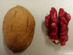 Neu eingetroffen -Grüne Vielfalt Rote Walnuss1