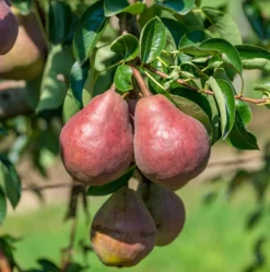 Neu eingetroffen 8 Rote Williams Christbirne Pyrus Communis `Rote Williams Christbirne´