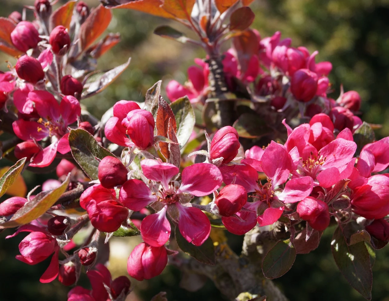 Rotfleischiger Apfel Malus Domestica 2 Rotfleischiger Apfel Malus Domestica – Bild 2