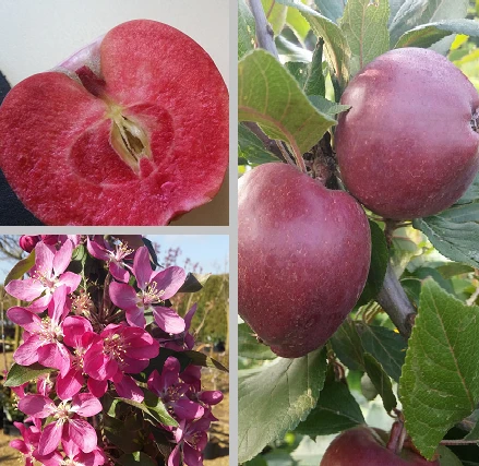 Rotfleischiger Apfel Malus Domestica 1 Rotfleischiger Apfel Malus Domestica