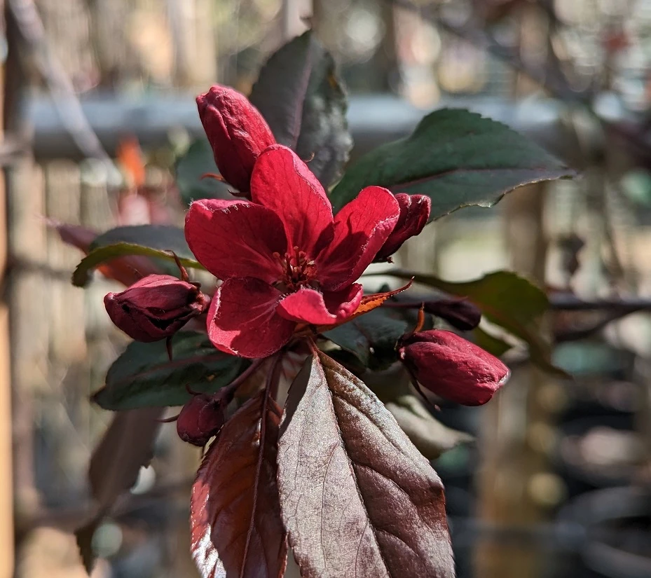 Zierapfel Royalty Malus `Royalty´ 2 Zierapfel Royalty Malus `Royalty´ – Bild 2