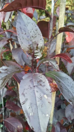 Zierapfel Royalty Malus `Royalty´ 6 Zierapfel Royalty Malus `Royalty´ -Grüne Vielfalt Royalty scaled